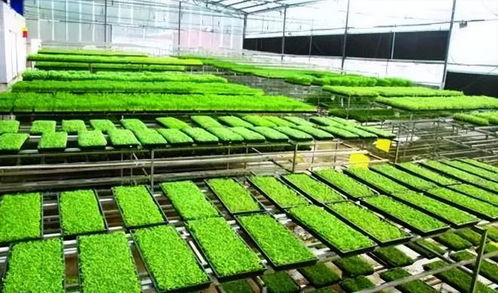 工廠化育秧引領農業新變革 成本銳減60%，引爆機械化升級浪潮